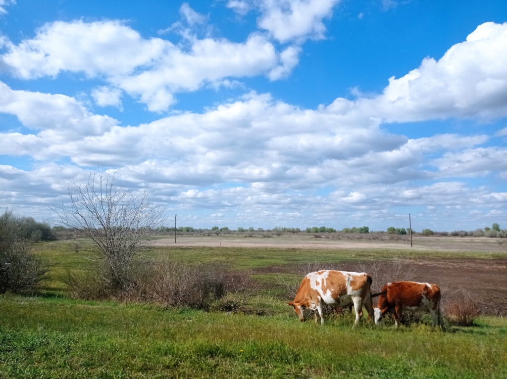В Астраханской области наконец-то наведут порядок с коровами и лошадьми на дорогах