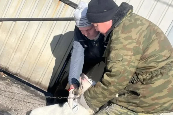 В Забайкалье с 1 марта начнут штрафовать владельцев собак без регистрации