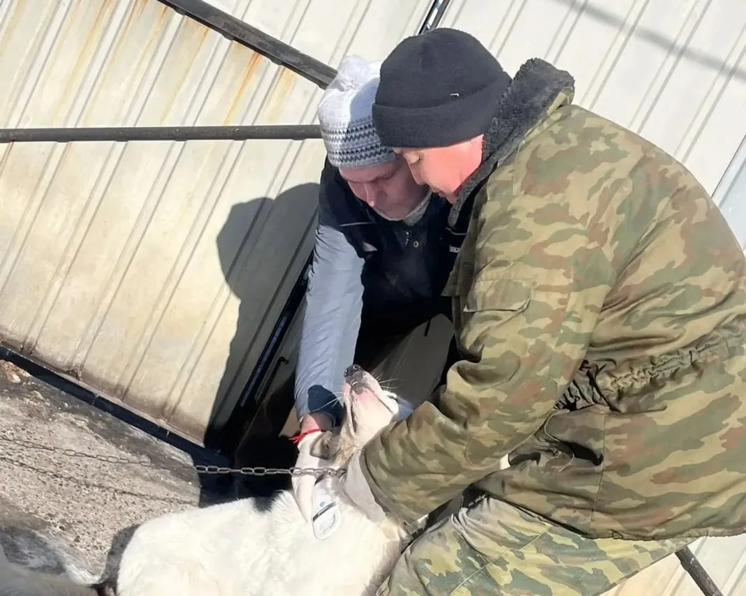 В Забайкалье с 1 марта начнут штрафовать владельцев собак без регистрации