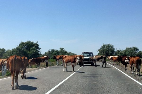 Астраханские муниципалитеты обязали принять нормы против безнадзорных коров и лошадей | АРБУЗ