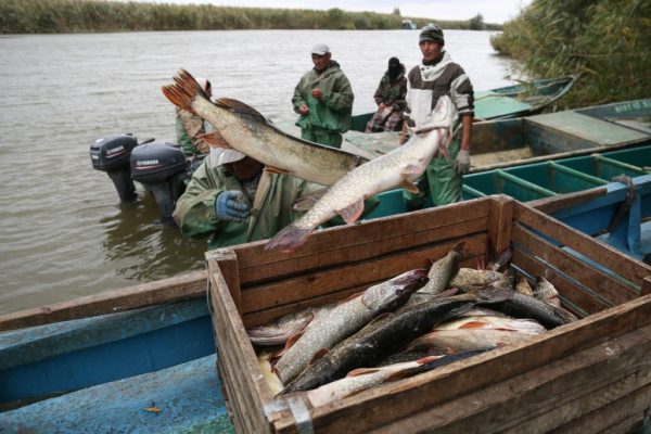 В Астраханской области массово набирают рыбаков, какая у них зарплата | АРБУЗ