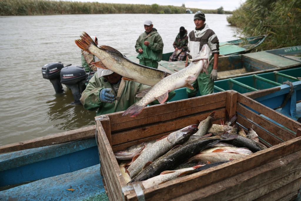 В Астраханской области массово набирают рыбаков, какая у них зарплата | АРБУЗ