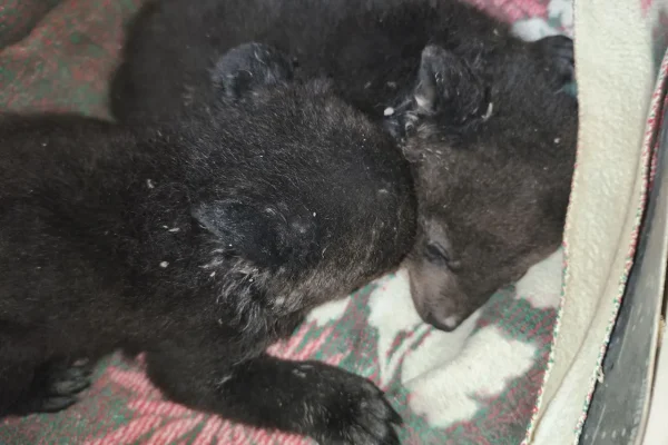 В Приморье убили медведицу в берлоге — её осиротевших малышей спасают зоозащитники