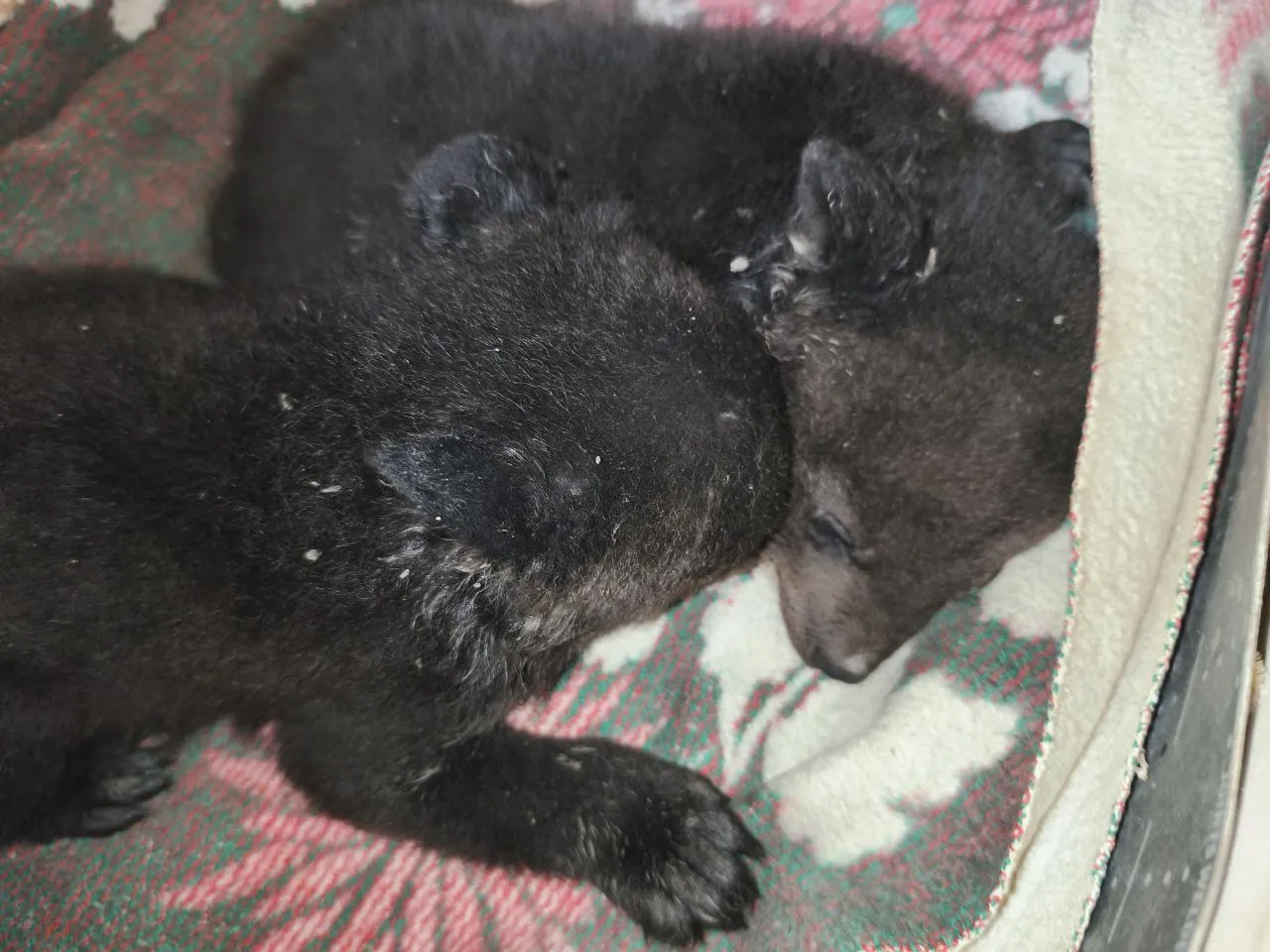 В Приморье убили медведицу в берлоге — её осиротевших малышей спасают зоозащитники