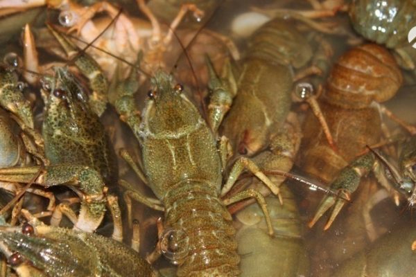 У астраханцев нашли свыше 400 килограммов нелегальных раков