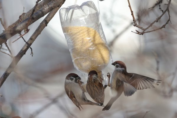 Биолог: у воробьёв и других певчих птиц нет проблемы ожирения