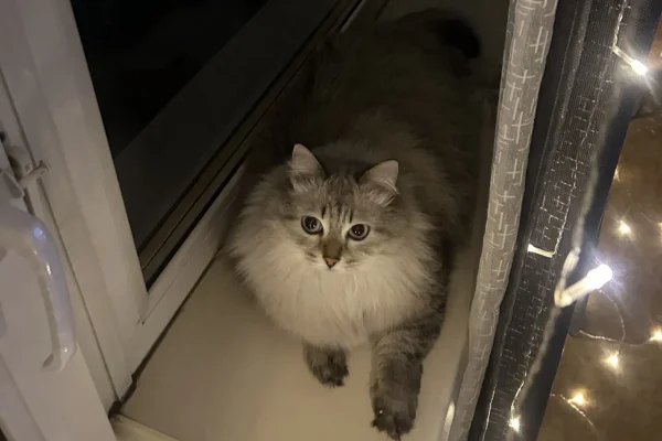 Красноярцам предлагают купить фото кота за 500 рублей