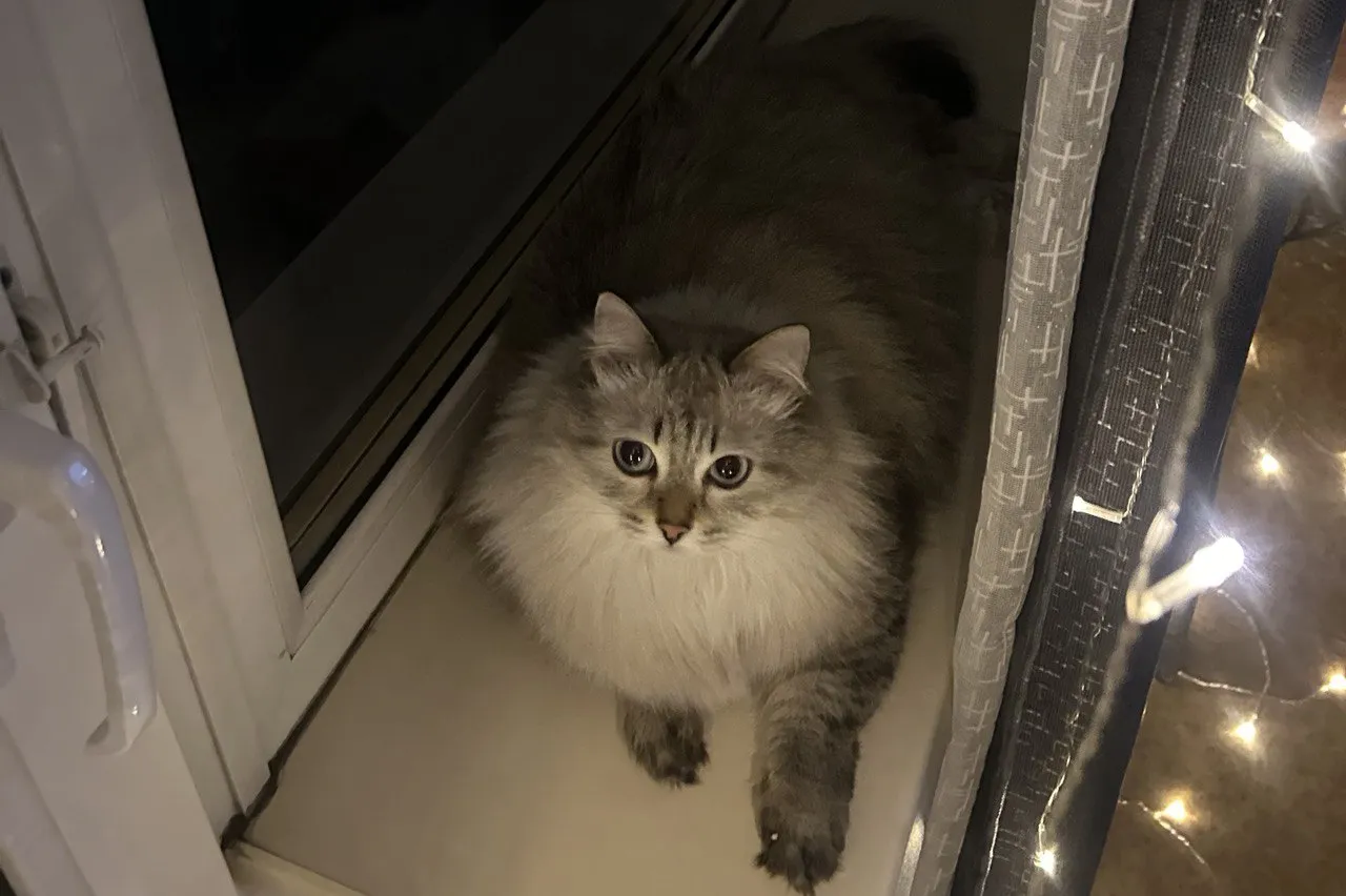 Красноярцам предлагают купить фото кота за 500 рублей