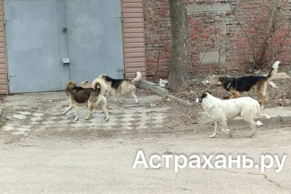 В Астрахани готовятся отловить собак за баснословные деньги