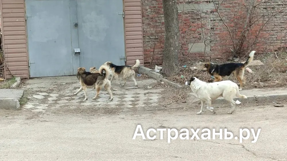В Астрахани готовятся отловить собак за баснословные деньги