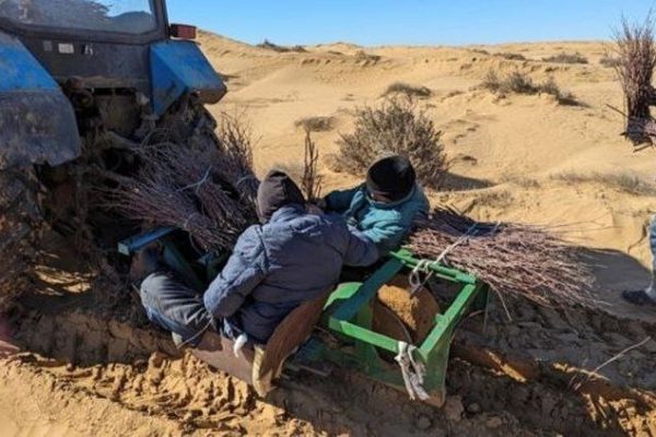 Под Астраханью борются с опустыниванием при помощи чудо-растения | АРБУЗ