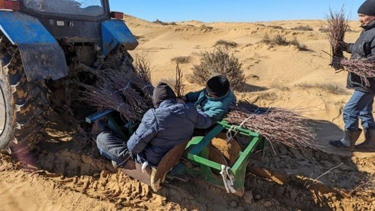 Под Астраханью борются с опустыниванием при помощи чудо-растения | АРБУЗ