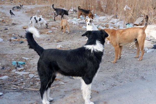 Стая собак терроризирует астраханцев и напала на ребенка