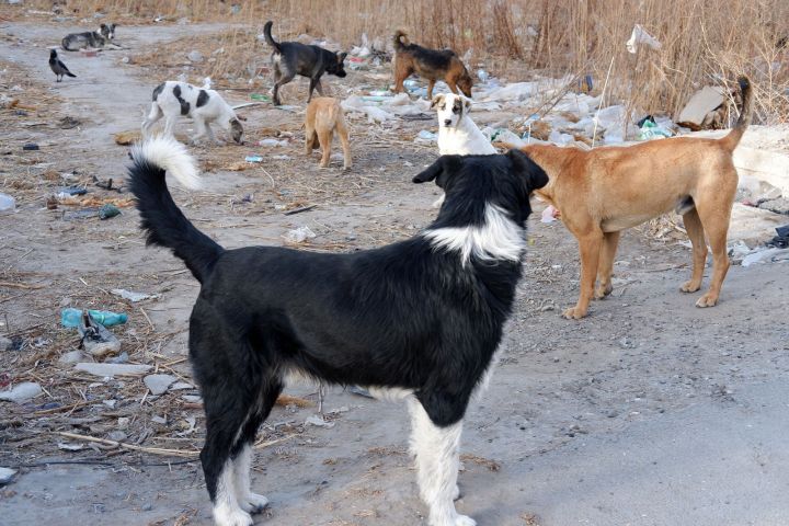 Стая собак терроризирует астраханцев и напала на ребенка
