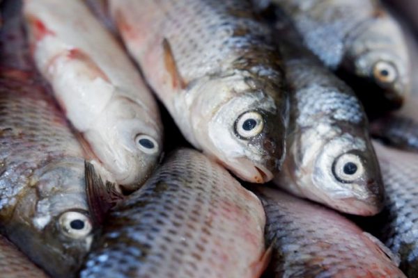 Сколько денег у рыбаков в Астраханской области 