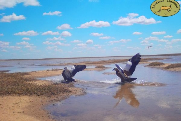 В Астраханской области милые уточки устроили настоящий беспредел и провоцируют драки | АРБУЗ