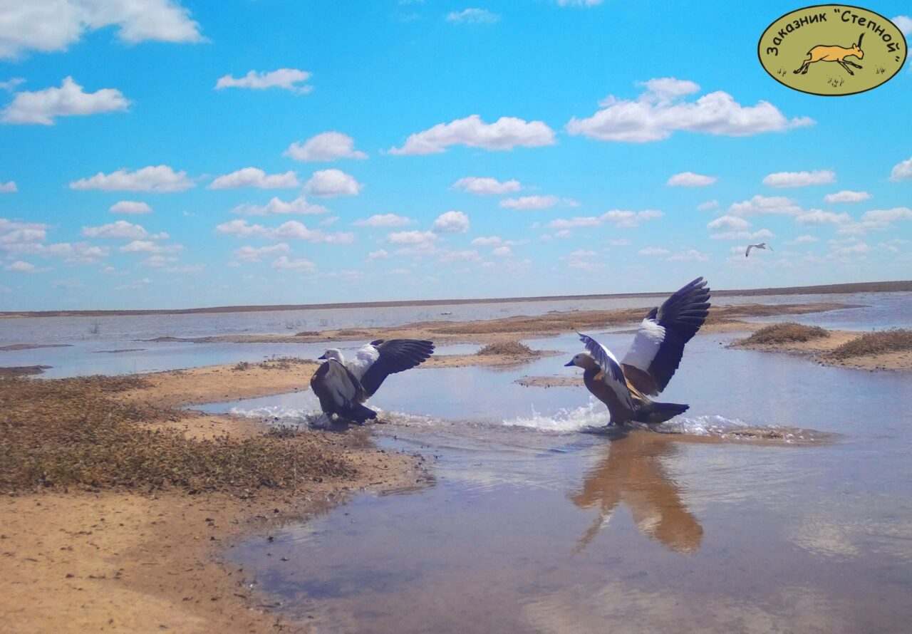 В Астраханской области милые уточки устроили настоящий беспредел и провоцируют драки | АРБУЗ