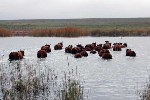 Стало известно, когда в Астраханской области начнется паводок, к нему начали готовиться | АРБУЗ