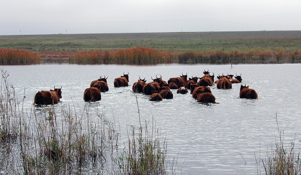 Стало известно, когда в Астраханской области начнется паводок, к нему начали готовиться | АРБУЗ