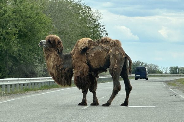 В Астраханской области сокращается число удивительных верблюдов: почему это происходит | АРБУЗ