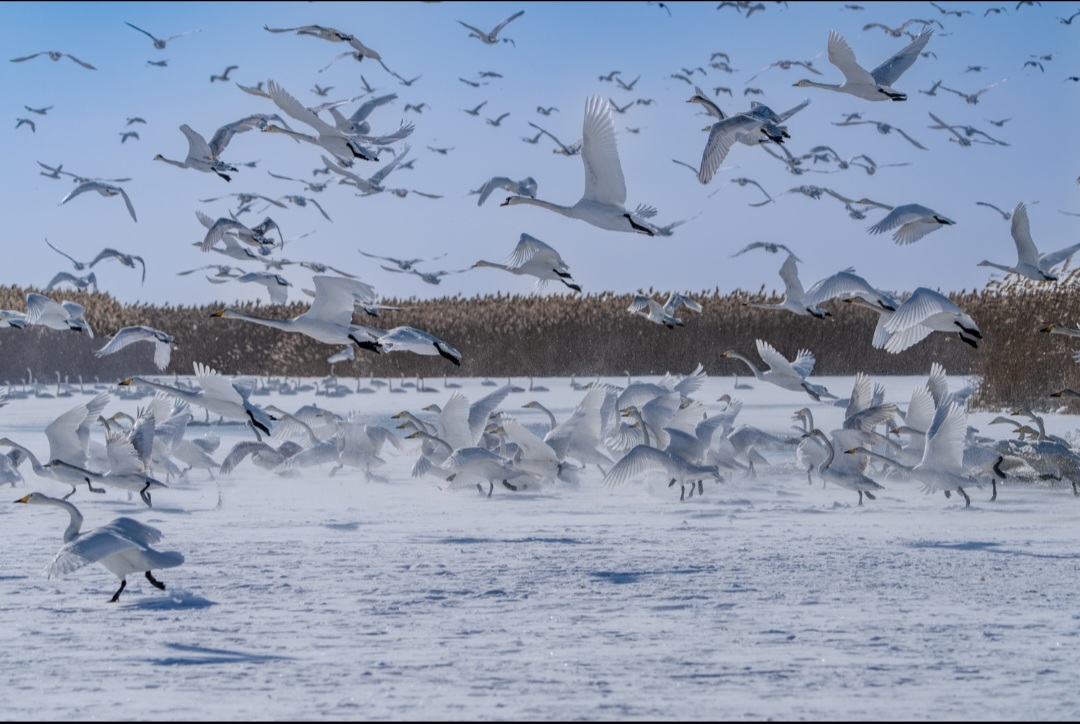 В Астраханской области птицы столкнулись с проблемой и приняли стратегическое решение | АРБУЗ