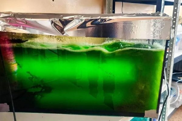 Супруги из Пущина открыли водоросль для производства косметики и БАДов