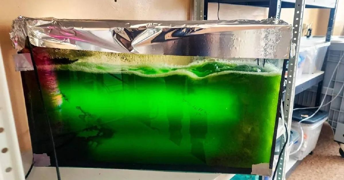 Супруги из Пущина открыли водоросль для производства косметики и БАДов