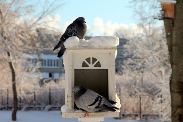 Орнитолог: голубей в Москве слишком много, а вороны отступили после закрытия свалок