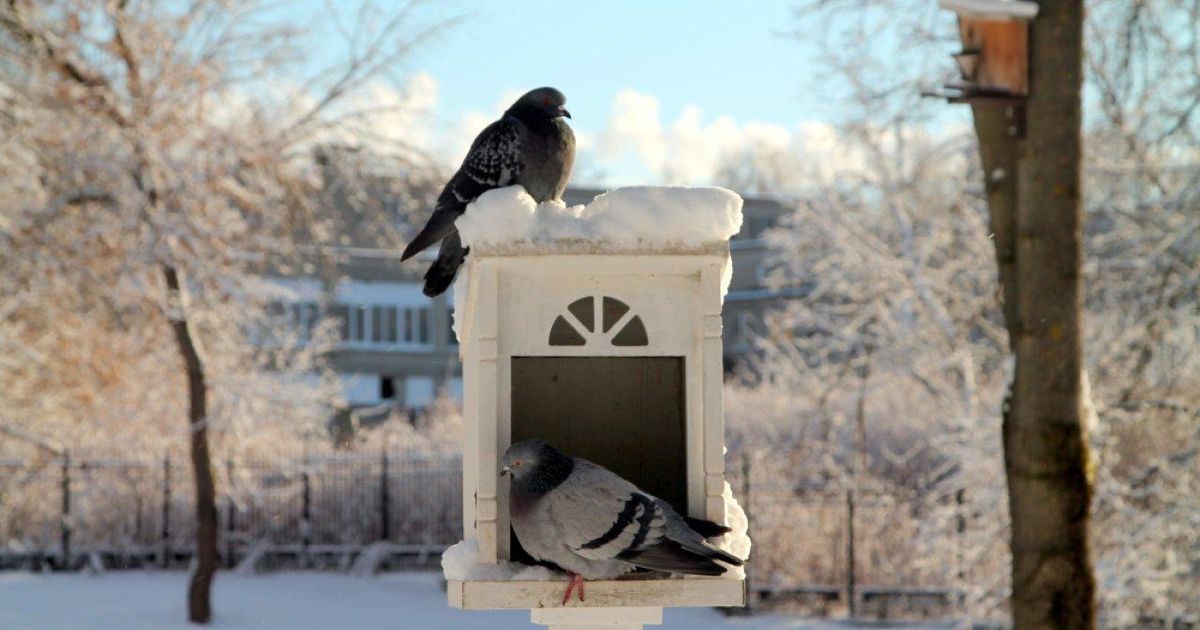 Орнитолог: голубей в Москве слишком много, а вороны отступили после закрытия свалок