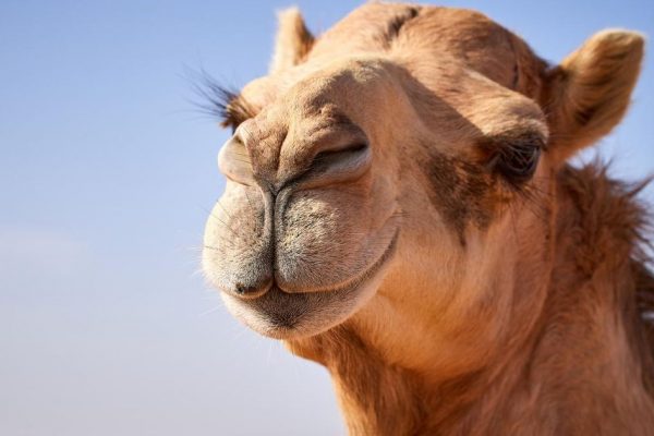 «Уколы красоты для горба». Верблюдиц выгнали с конкурса в Омане из-за ботокса и силикона