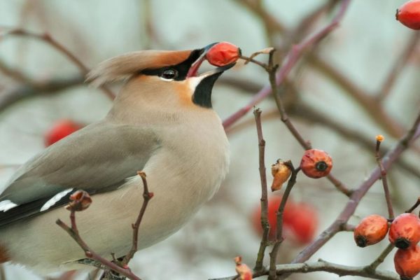 Пернатая «пьянь»: налет захмелевших птиц ожидают в Подмосковье