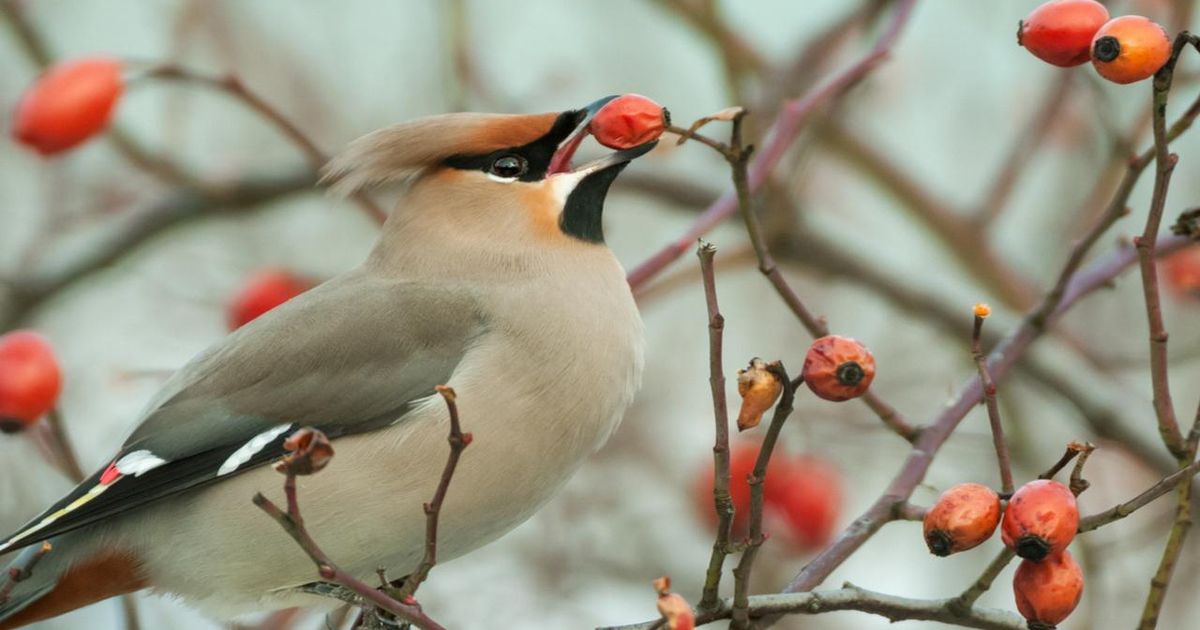 Пернатая «пьянь»: налет захмелевших птиц ожидают в Подмосковье