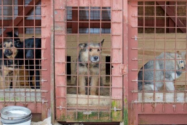 «Съела курицу»: в челябинском приюте рассказали о самочувствии собаки Додобони