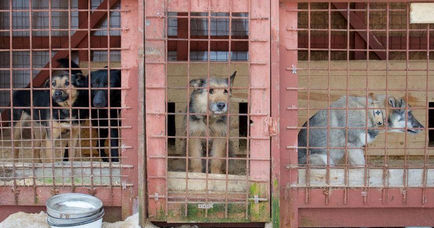 «Съела курицу»: в челябинском приюте рассказали о самочувствии собаки Додобони