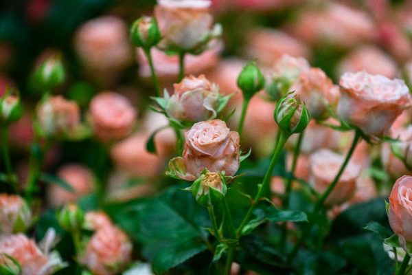 Специалисты Россельхозцентра проверили качество саженцев роз на предприятии Подмосковья