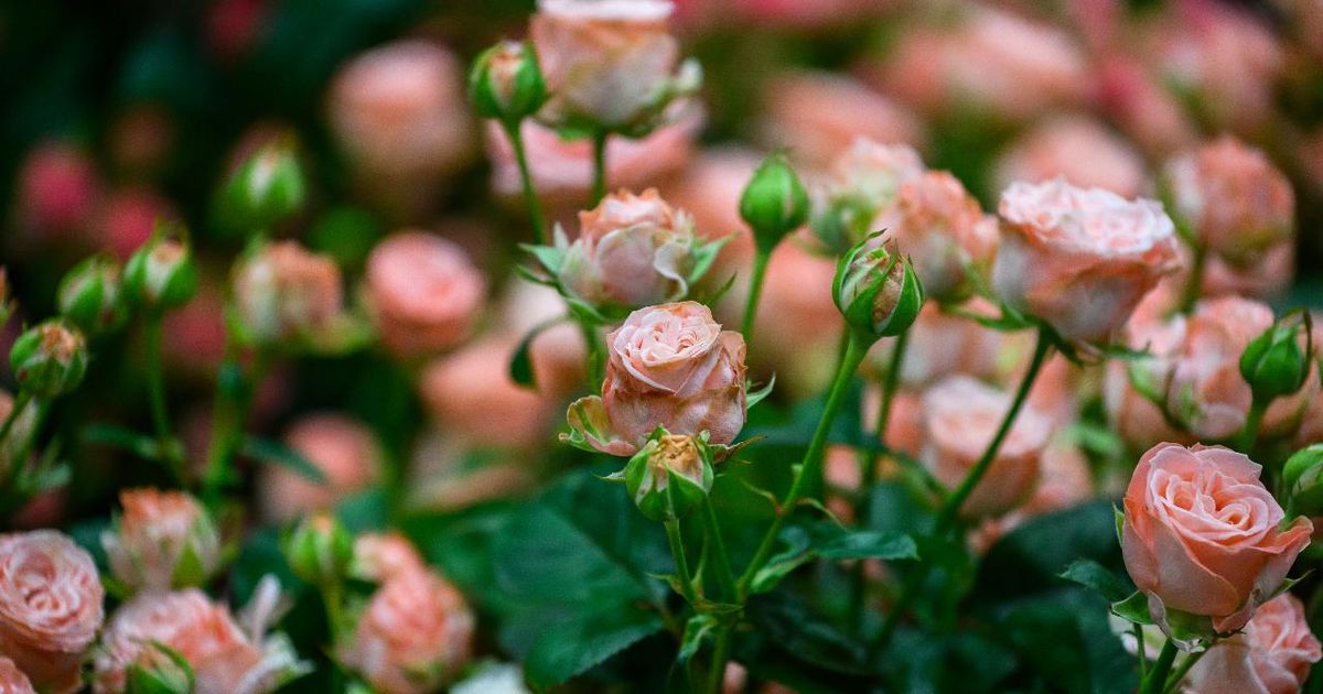 Специалисты Россельхозцентра проверили качество саженцев роз на предприятии Подмосковья