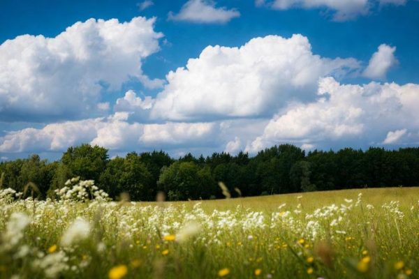 Ученые выяснили, почему на планете луга исчезают быстрее лесов