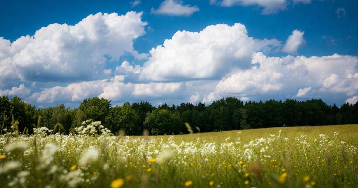 Ученые выяснили, почему на планете луга исчезают быстрее лесов