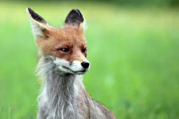 Вспышка бешенства в России: ученые рассказали о смертельной опасности вируса и способах защиты