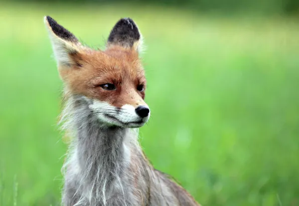 Вспышка бешенства в России: ученые рассказали о смертельной опасности вируса и способах защиты