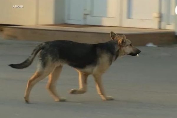 Нападение стаи собак на девочку расследуют в Астрахани