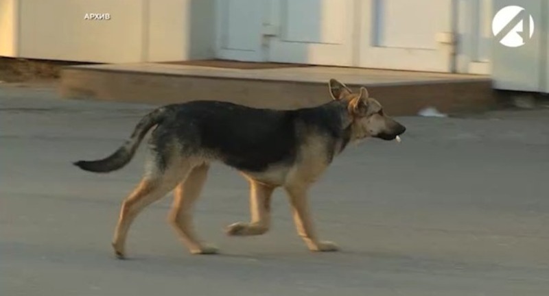 Нападение стаи собак на девочку расследуют в Астрахани