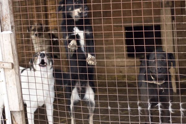 «Откуда столько злости?»: россиянин призвал живодеров остановиться после гибели трех псов