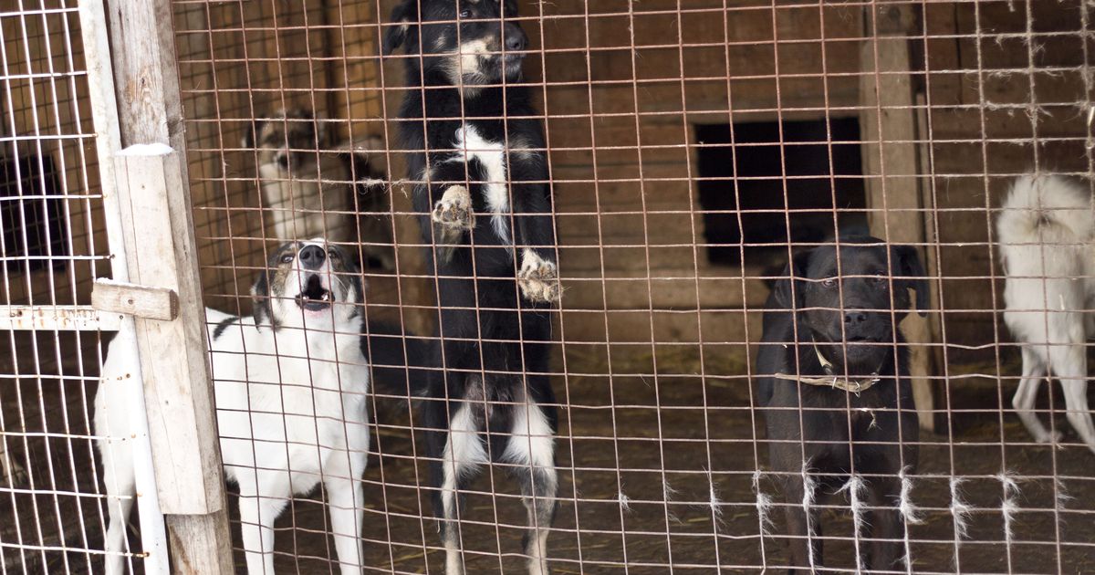 «Откуда столько злости?»: россиянин призвал живодеров остановиться после гибели трех псов