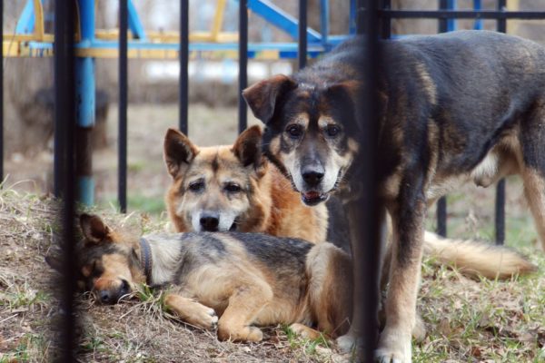 Выйти страшно: огромные собаки оккупировали поселок под Волгоградом