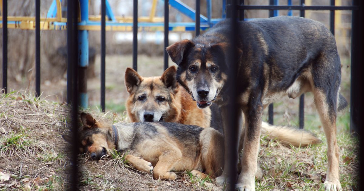 Выйти страшно: огромные собаки оккупировали поселок под Волгоградом