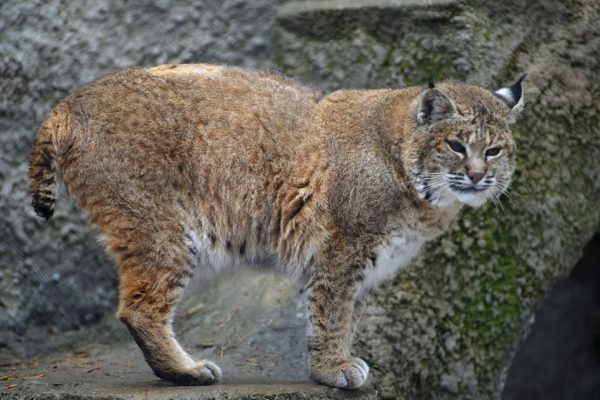 Редкие кадры: рысь решила пообедать барсуком вблизи Серпухова, но ученые уверены — ему ничего не грозит