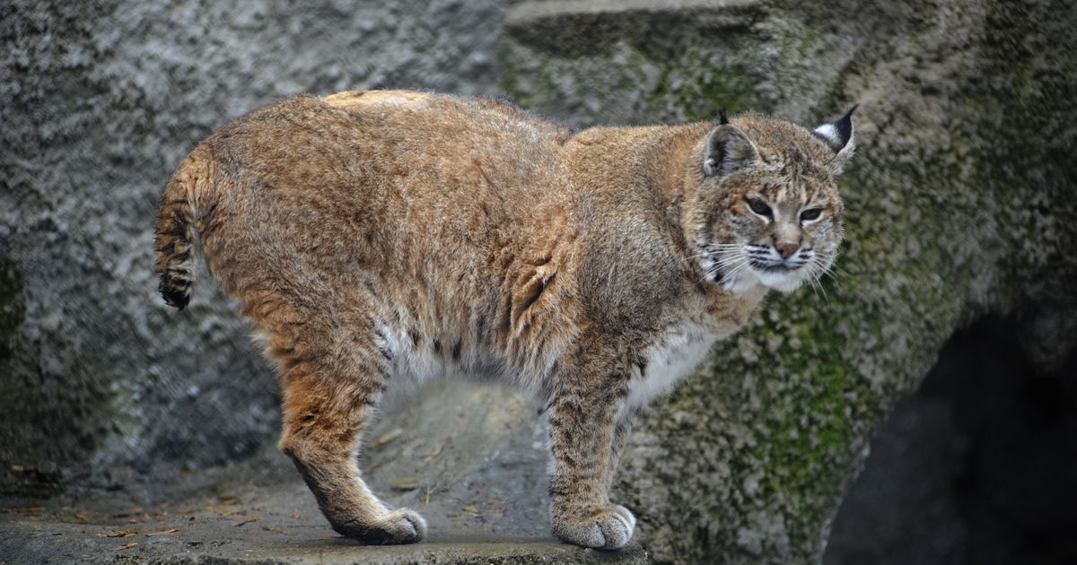 Редкие кадры: рысь решила пообедать барсуком вблизи Серпухова, но ученые уверены — ему ничего не грозит