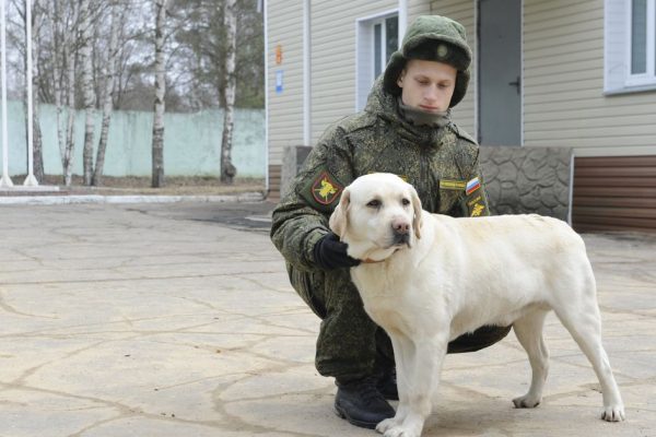 Подпевает на хоровом и слушает философию: как лабрадор Снежок получил студенческий билет и премию
