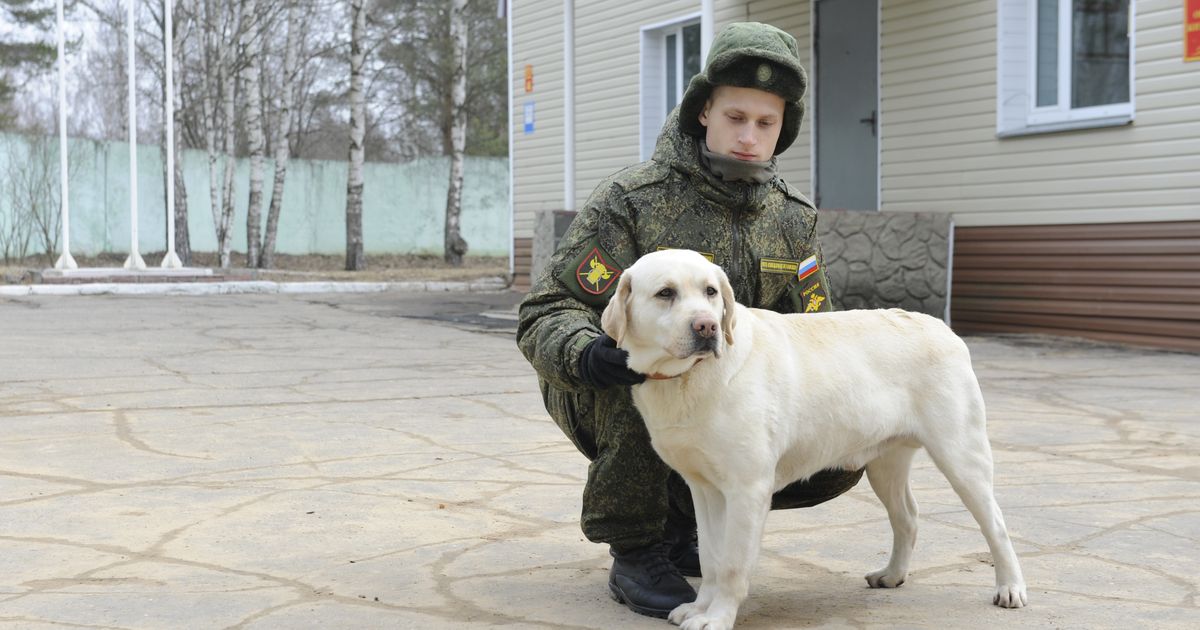 Подпевает на хоровом и слушает философию: как лабрадор Снежок получил студенческий билет и премию